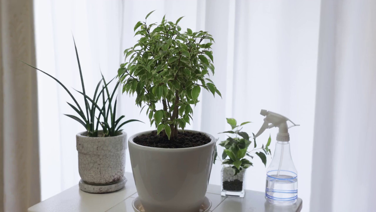 什么植物可以净化室内空气