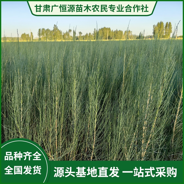 保护生态 一年生 自产自销梭梭苗 改善环境 广恒源
