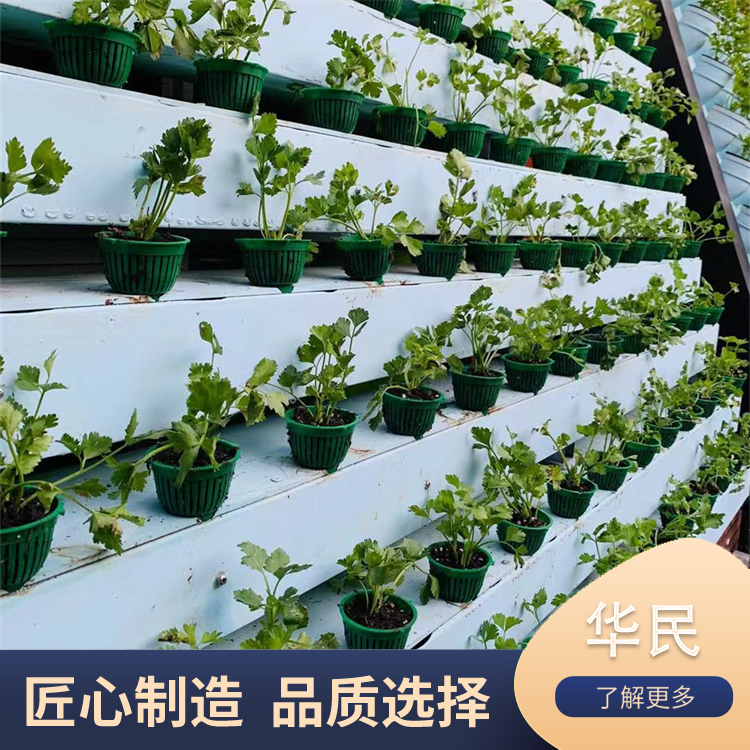 Soilless cultivation of fish and vegetable symbiosis in greenhouse, comprehensive planting and breeding of Huamin