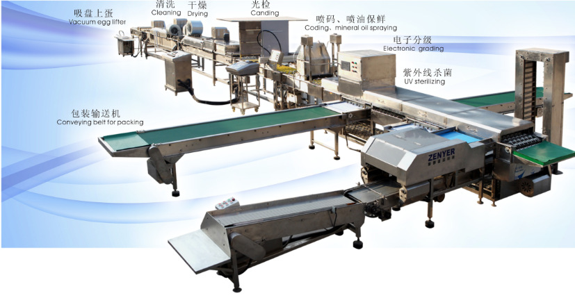 Egg steaming, peeling, and braising production line, egg water boiling, peeling, shelling, and braising production line