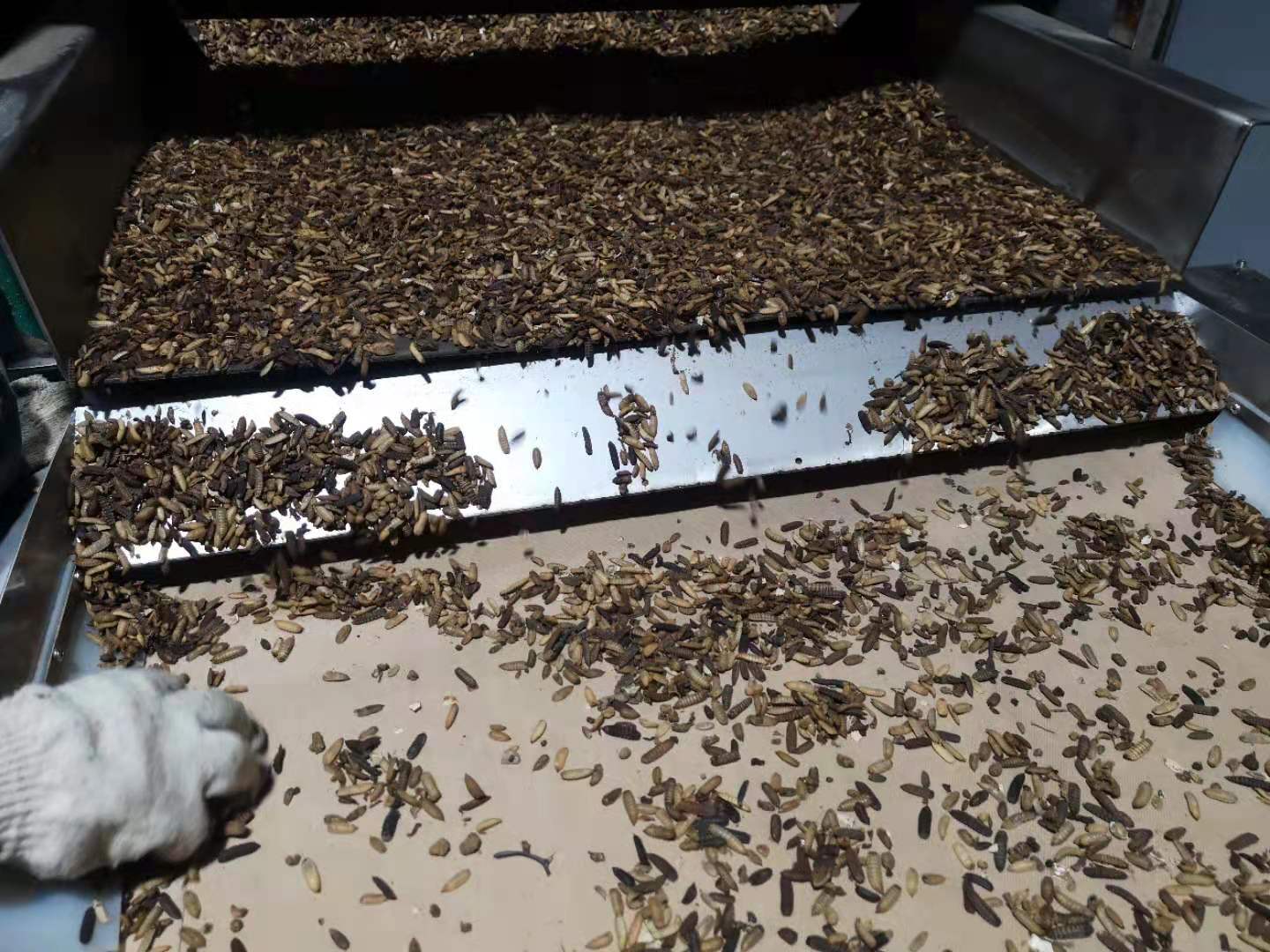 黑水虻微波烘干设备 昆虫幼虫烘干机 干燥后容易磨粉