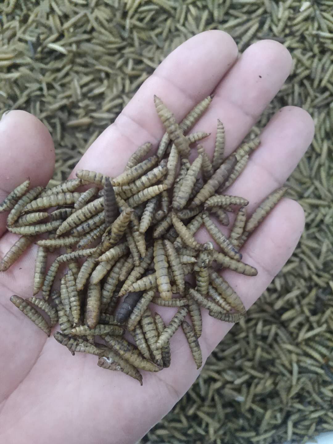黄粉虫微波干燥设备 自动均匀布料 操作简单即开即用