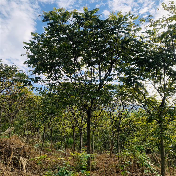 鼎加盛园林基地直发麻楝树 抗寒性强 绿化工程行道树多规格