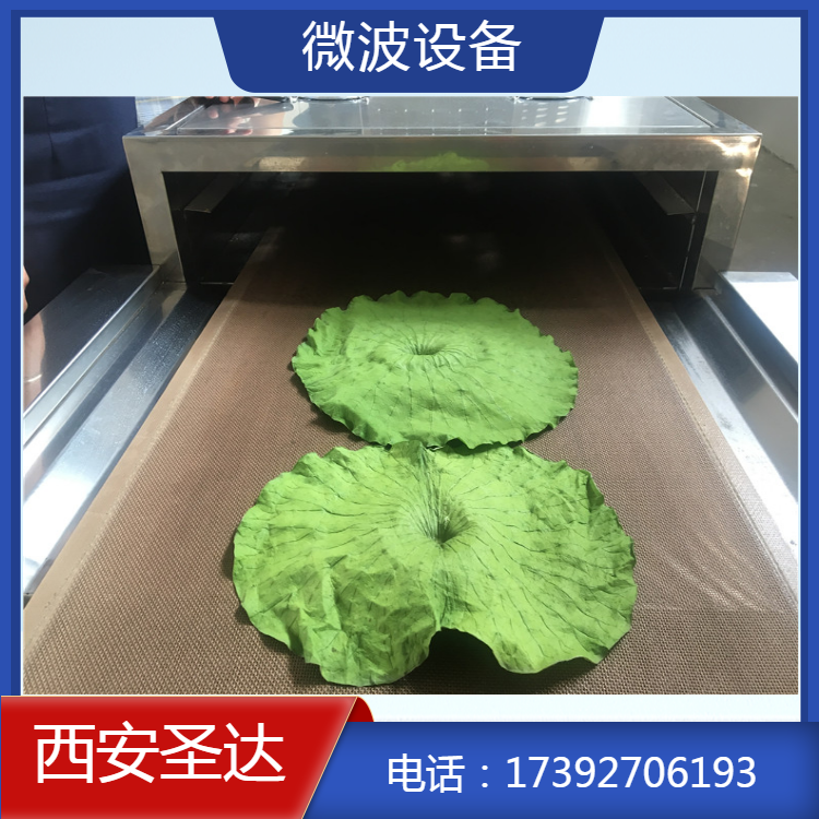荷叶干燥设备 输送带式微波杀青 适用于各种茶叶