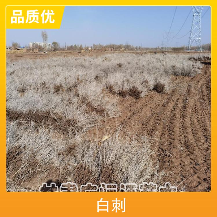 白刺苗基地 高度30cm~70cm 苗龄1-3年生 耐寒耐旱耐盐碱 自产自销