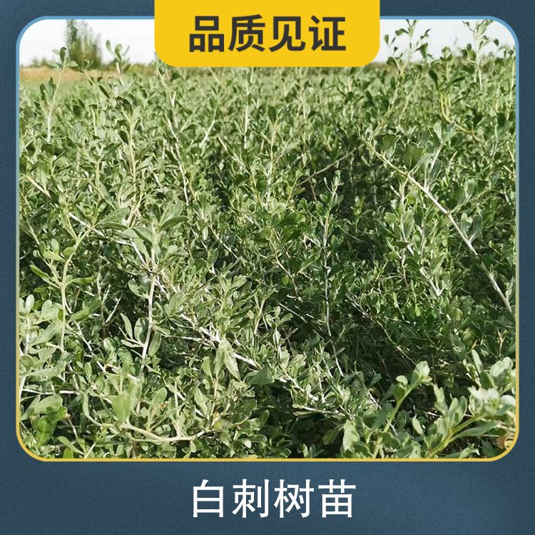 白刺树苗 高度30cm~60cm 根长30cm 办理检疫一站式服务