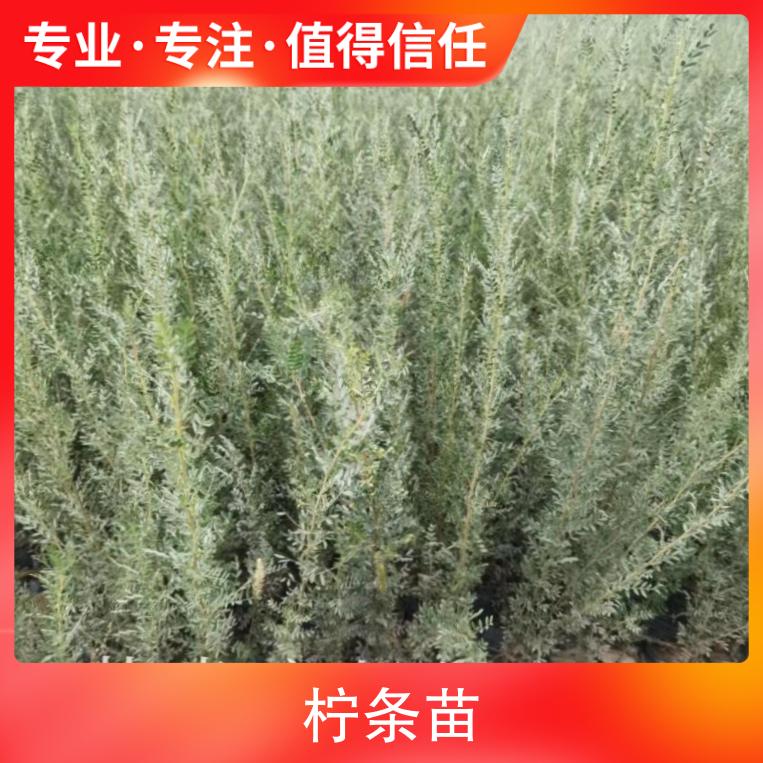 柠条苗高度30-150公分 地径0.5公分以上 苗圃供应 自产自销