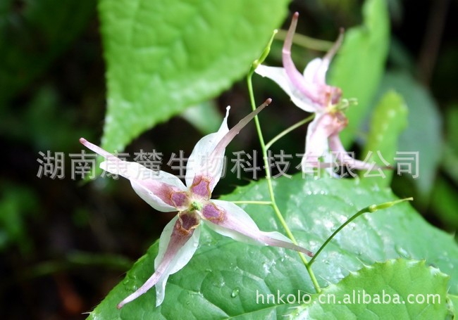 【现货直供】淫羊藿提取物（淫羊藿甙）5-40%