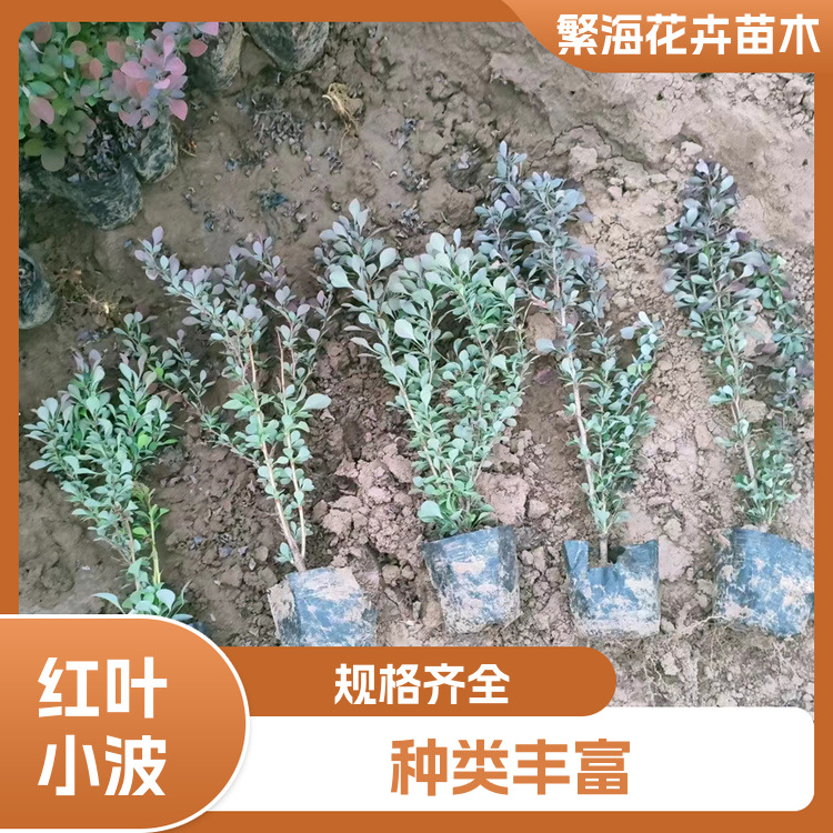 Red leaf wavelet greening seedlings have good landscape effect and strong adaptability, and garden landscape design