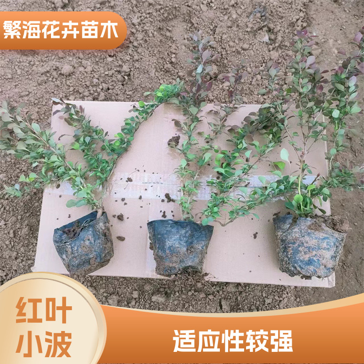 The supply of red leaf berberis is well adapted to the developed root system and strong adaptability to the environment