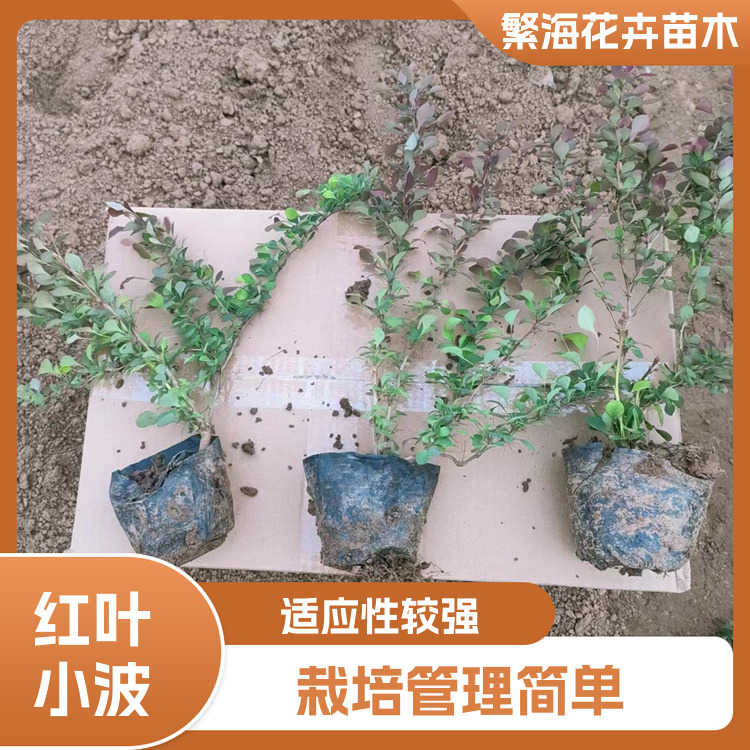 Red leaf wavelet greening seedlings have good landscape effect and strong adaptability, and garden landscape design