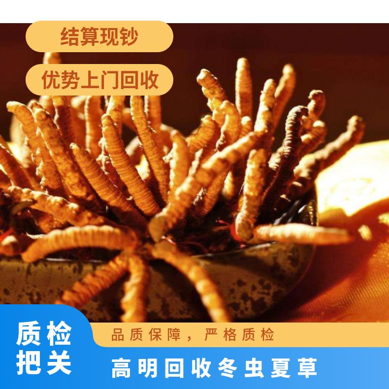 高明回收冬虫夏草 棕黄色 否 长期 冷藏 现钞 散装礼盒装 克 防蛀 炖