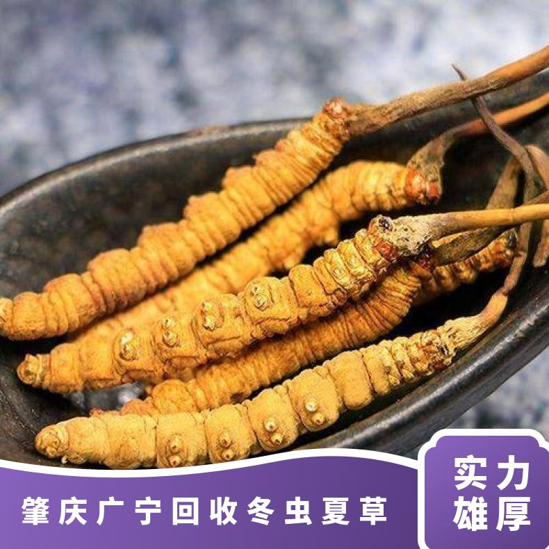 肇庆广宁回收冬虫夏草 四会虫草回收 二十四小时上门回收冬虫夏草