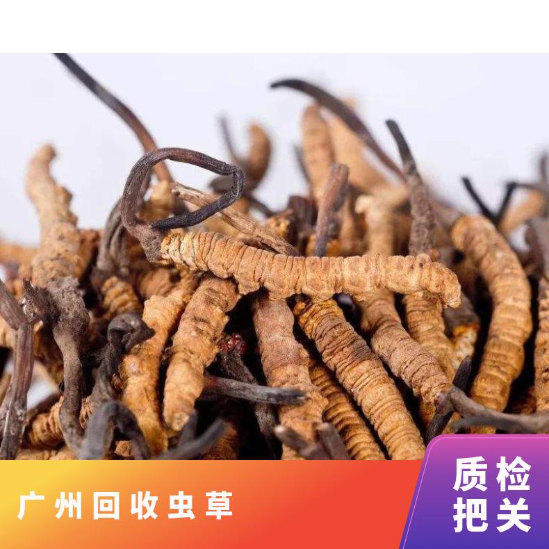 广州回收虫草诚信商行 长期上门收购虫草/冬虫夏草 茅台酒洋酒红酒
