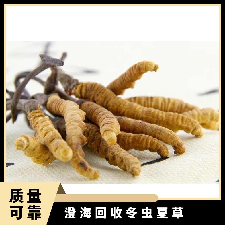 澄海回收冬虫夏草商家 哪里收购茅台酒洋酒红酒虫草燕窝