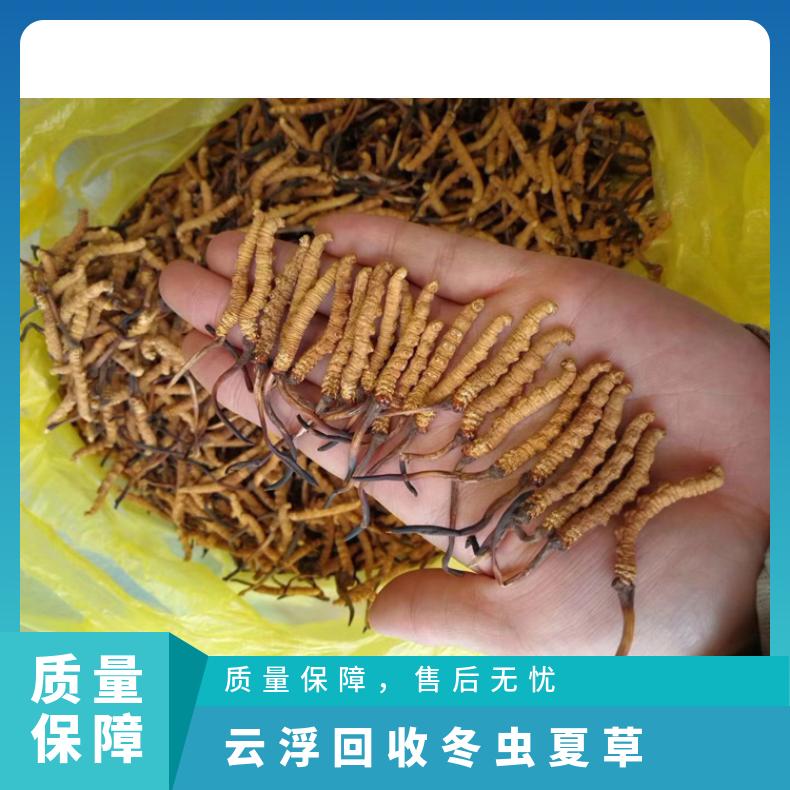 云浮回收冬虫夏草上门商家 收购茅台酒洋酒红酒虫草燕窝