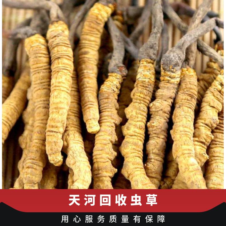 回收虫草专业商行 长期收购发霉 插签 断条 礼盒装 散装冬虫夏草