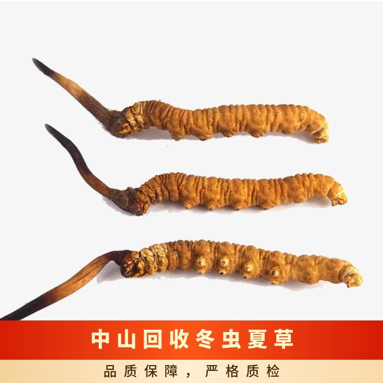 回收冬虫夏草 炖肉 防蛀 沉淀 棕黄色 否 冷藏 长期 散装礼盒装