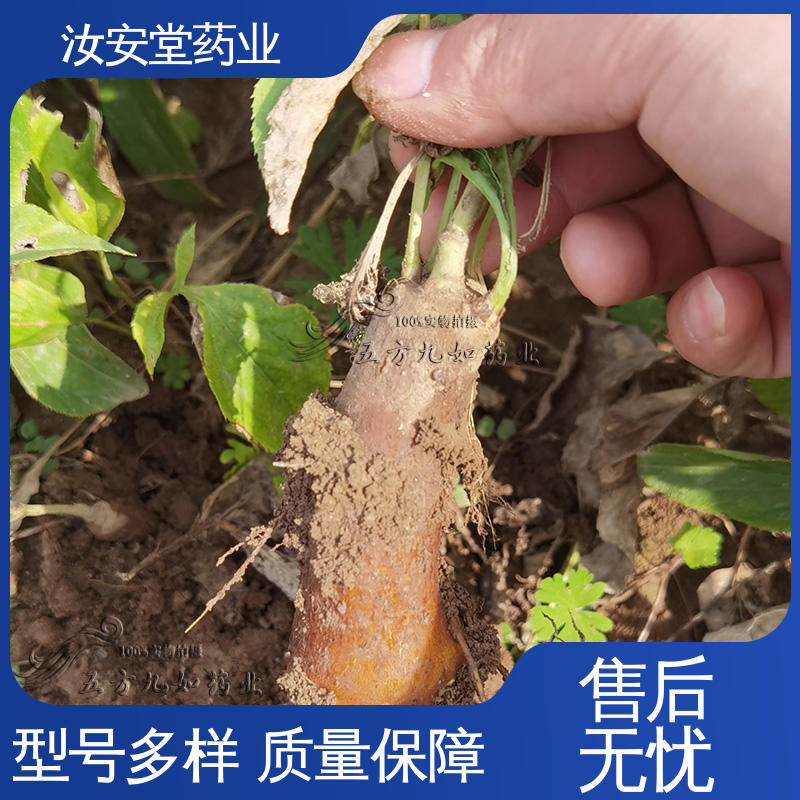 汝安堂 供应白术种子 栽培技术优良 包成活率 支持快递发货