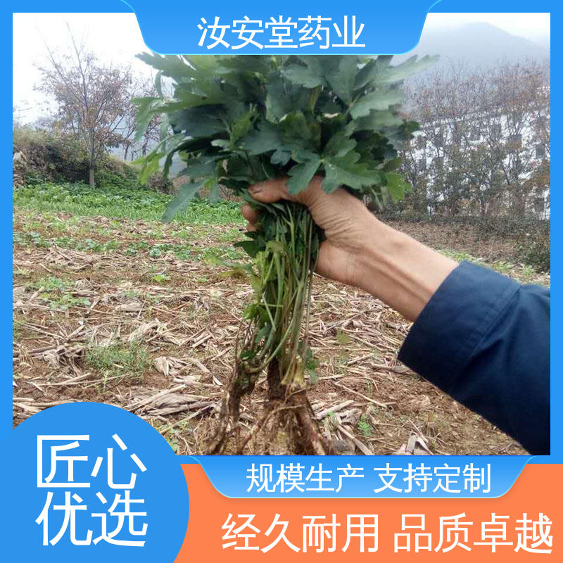 提供技术指导 供应白花前胡种子 适宜土层深厚的夹沙土 汝安堂