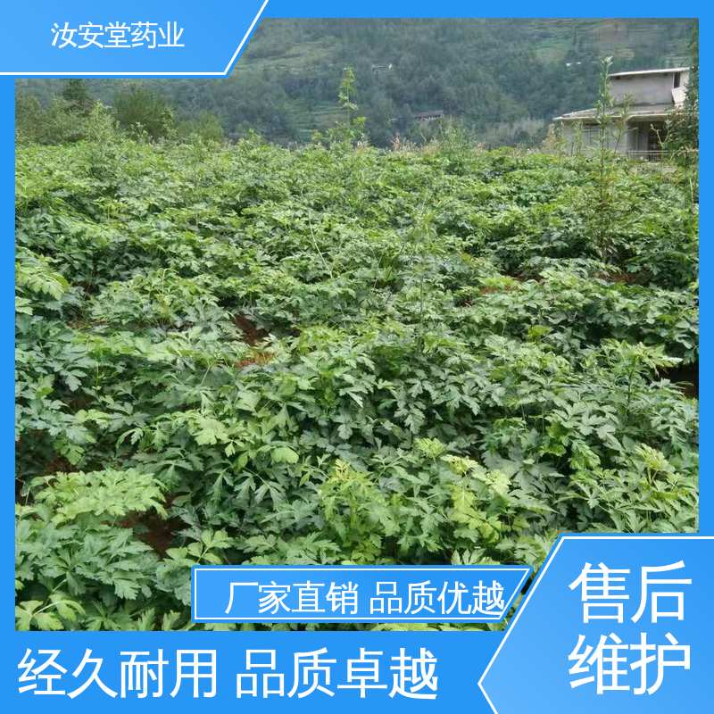 汝安堂 供应白花前胡种子 支持配送上门 颗粒饱满 应用场景丰富