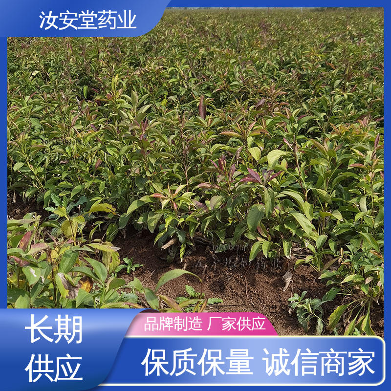 汝安堂 支持快递发货 进行科学配比 品种齐全 改良白术种子供应