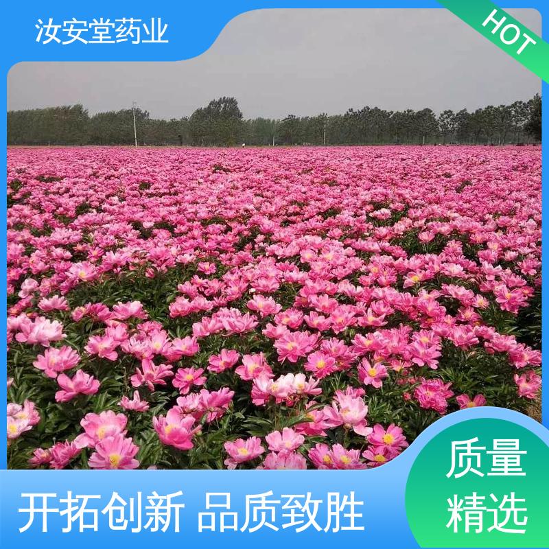 汝安堂 适用于疏松肥沃沙质土壤 中药材白芍芽 量小可发快递