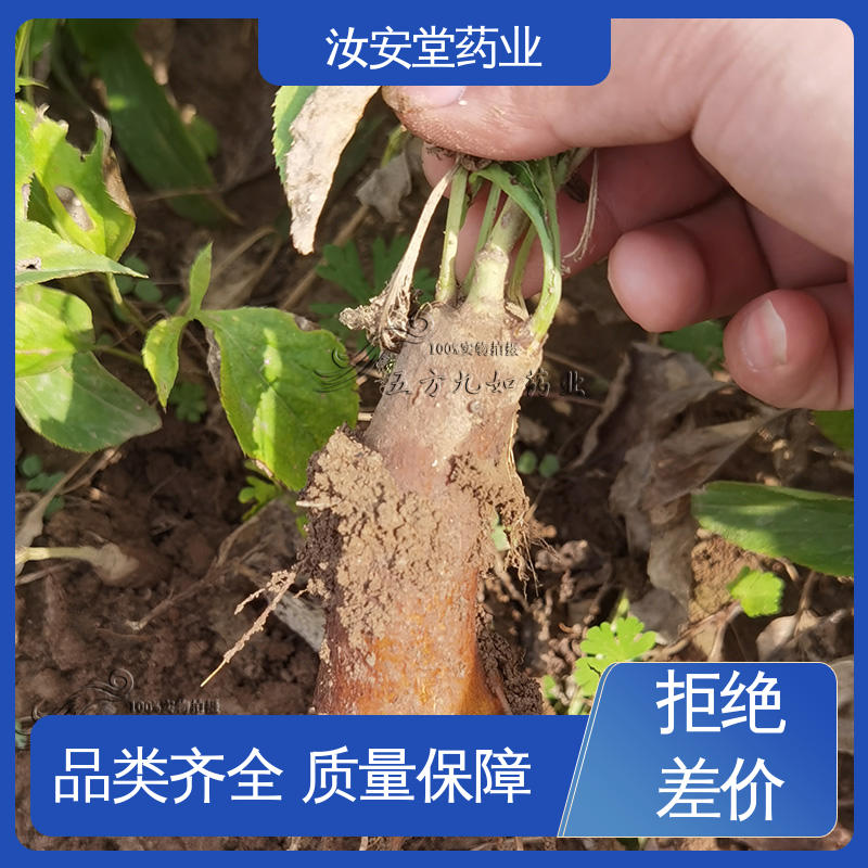 汝安堂 灵活合理选择栽培方式 应用场景丰富 白术种子基地