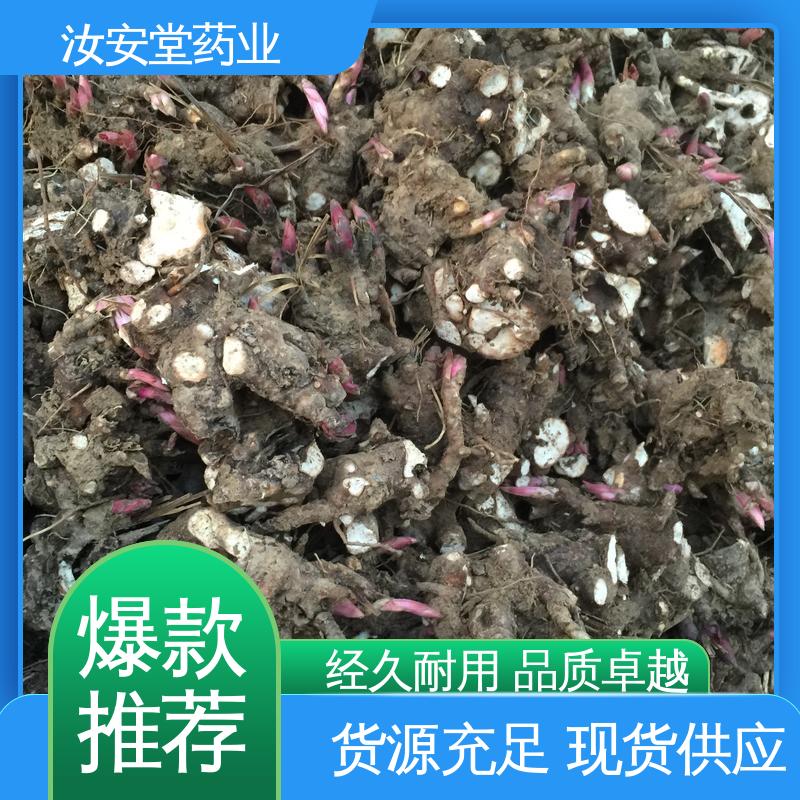 可大面积栽种 新鲜嫩芽 好种植好管理 中药材白芍芽 汝安堂