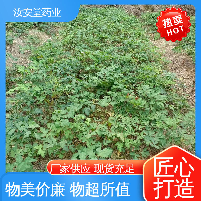  药用白花前胡种子 可大面积栽种 绿化护坡固土草种籽 汝安堂