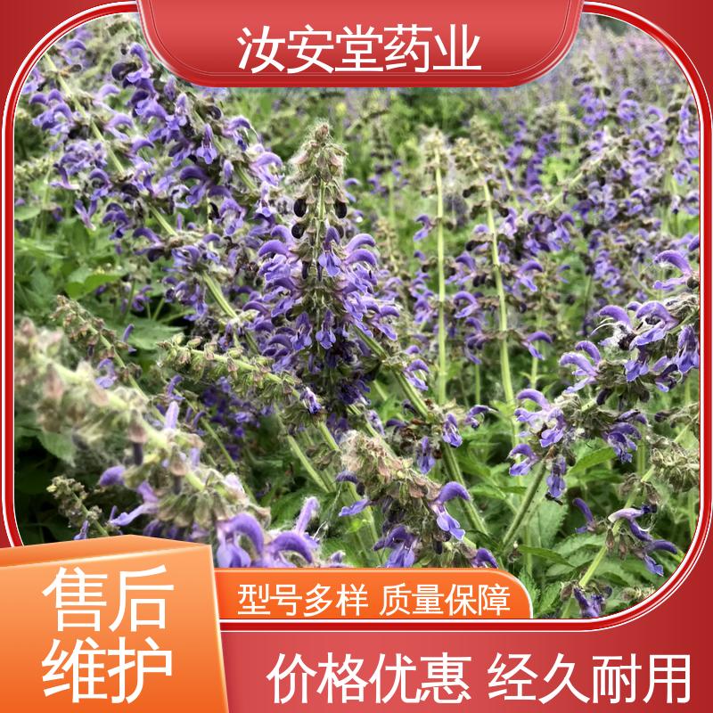 栽培技术优良 包成活率 支持配送上门 丹参苗批发 汝安堂