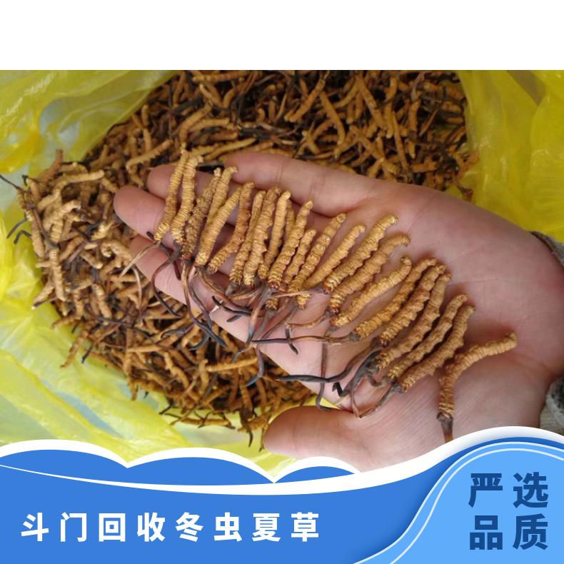 回收冬虫夏草 炖肉 克 散装礼盒装 冷藏 防蛀 棕黄色 否 长期