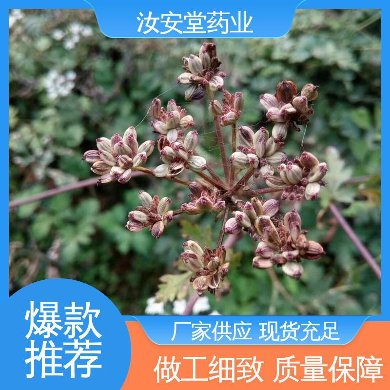 发芽率好 量小可快递 白花前胡种子亩产量 可大面积栽种 汝安堂