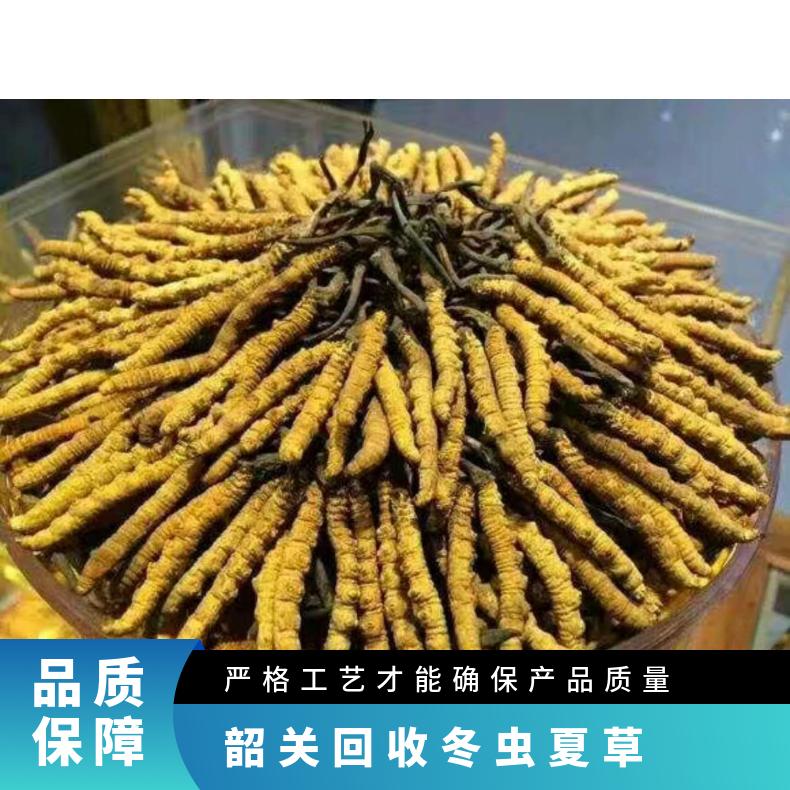 回收冬虫夏草 克 散装礼盒装 炖肉 冷藏 棕黄色 长期 防蛀 沉淀