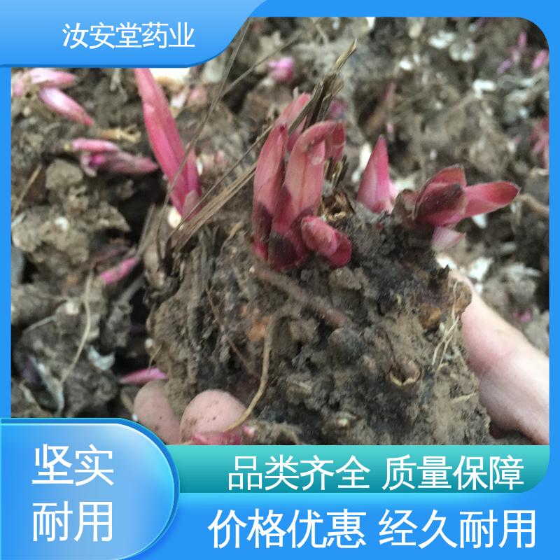 汝安堂 免费提供种植技术指导 白芍芽子基地 应用场景丰富