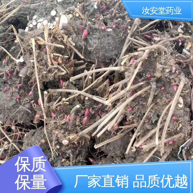 汝安堂 新鲜嫩芽 好种植管理 种销一站式服务 供应白芍芽苗