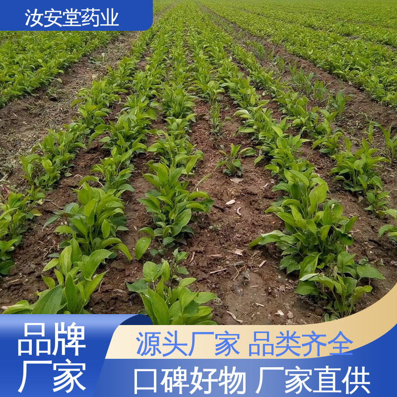 白术种苗供应 可大面积栽种 灵活合理选择栽培方式 汝安堂
