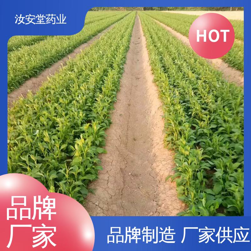 供应白术种子 支持快递发货 品种多样 进行科学种植 汝安堂