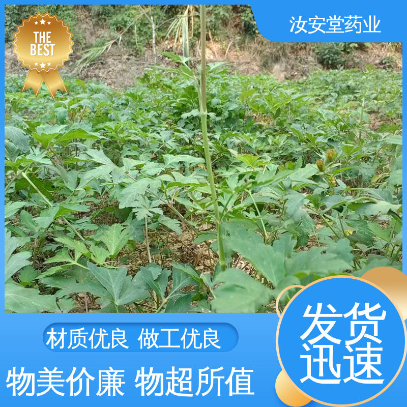 汝安堂 出售白花前胡种子 干燥通风处储存 发芽率好 量小可快递