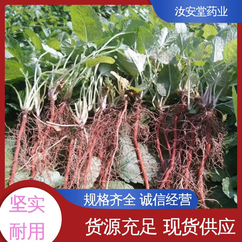 成活率高 提供种植技术 可大面积栽种 中药材丹参苗 汝安堂
