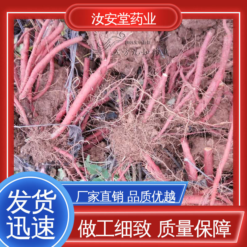 汝安堂 可大面积栽种 丹参苗批发 进行科学配比 品种齐全