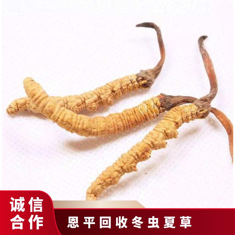 千克 上门服务 干燥 斤15000 现结 3年 散装 黄棕色 回收冬虫夏草