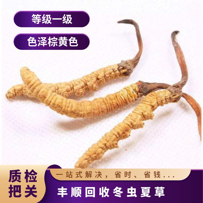 回收冬虫夏草 防蛀 散装礼盒装 一级 棕黄色 否 冷藏 长期 炖肉