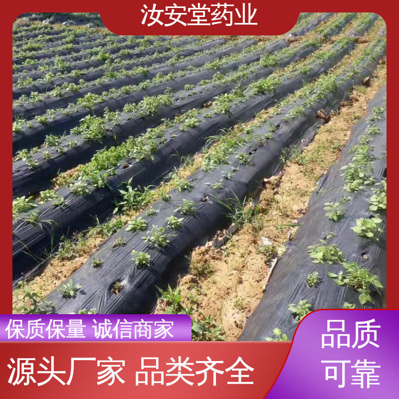  支持快递发货 丹参苗种苗 宜晾干贮存 抗旱能力好 汝安堂