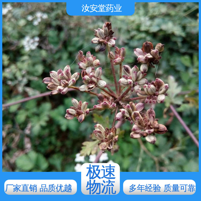 汝安堂 白花前胡种子质优 发芽率好 量小可快递 可大面积栽种 