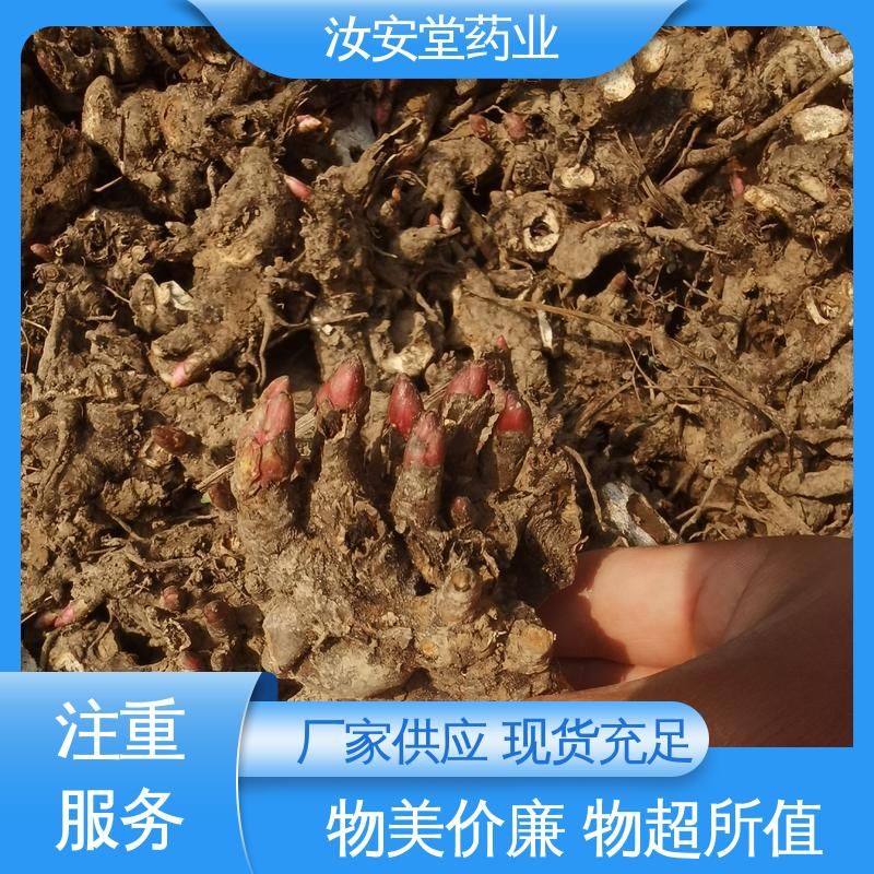 汝安堂 正宗白芍芽供应 种销一站式服务 新鲜嫩芽 好种植管理