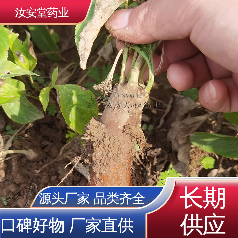灵活合理选择栽培方式 改良白术种子 一站式服务 汝安堂