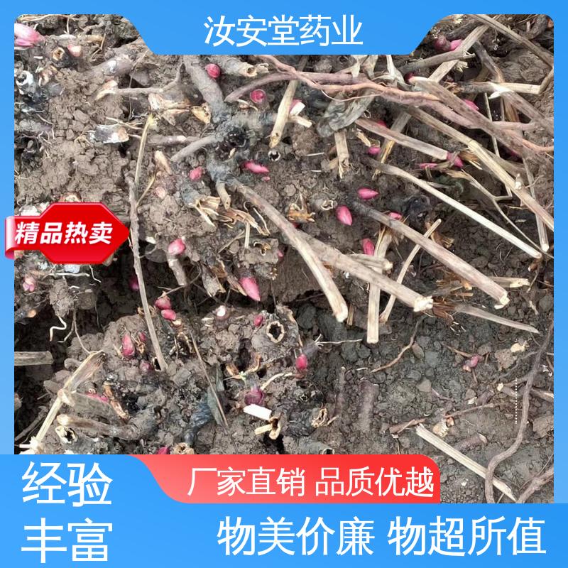 汝安堂 中药材白芍芽 新鲜嫩芽 好种植管理 支持配送上门