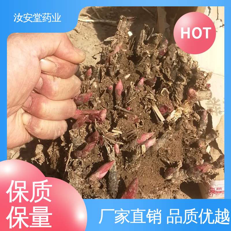 正宗白芍芽供应 宜晾干贮存 抗旱能力好 量小可发快递 汝安堂