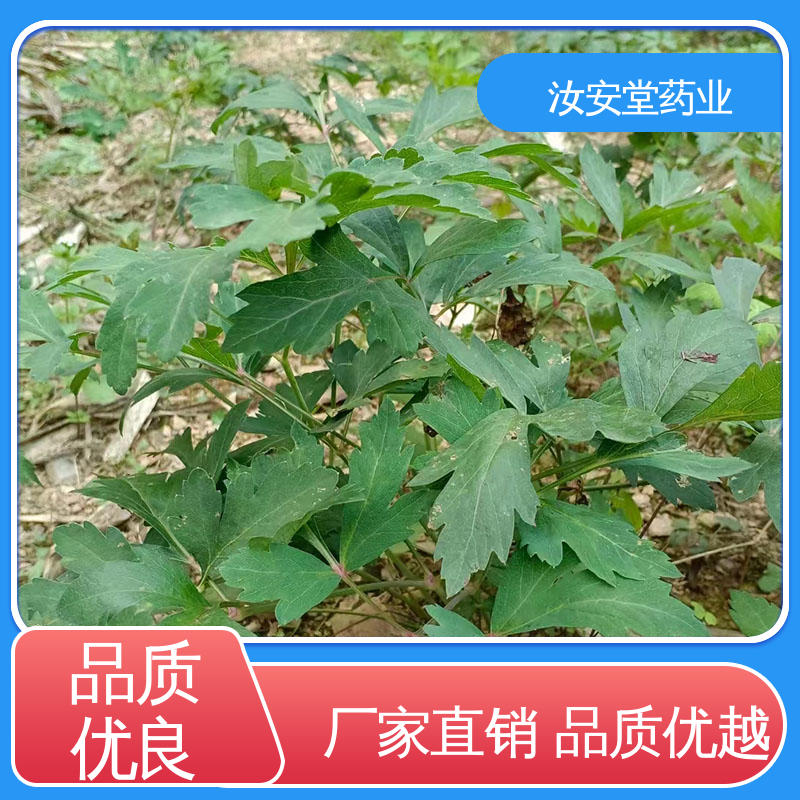  可大面积栽种 用于道路 小区多种场景 出售白花前胡种子 汝安堂